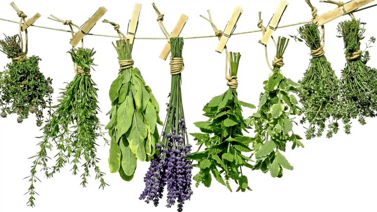 Popular herbs in the treatment of prostatitis. 